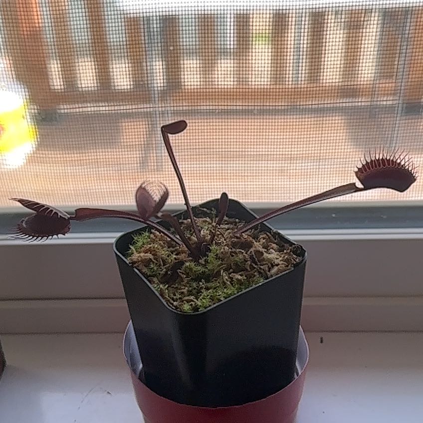 Photo of the plant species Red Dragon Fly Trap by @AuroraPlants named Boone on Greg, the plant care app