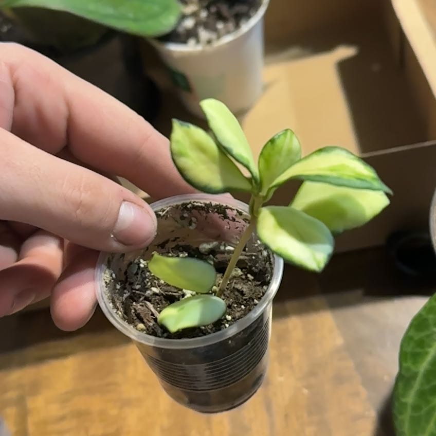 Hoya heuschkeliana variegata plant in a transparent cup held by a hand.