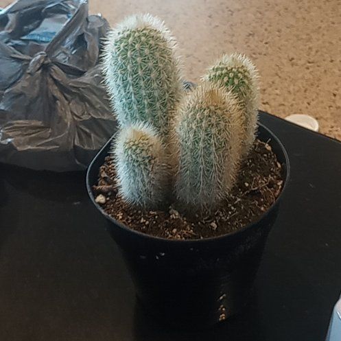 Photo of the plant species Haageocereus decumbens by @QuietWeberagave named Prick on Greg, the plant care app