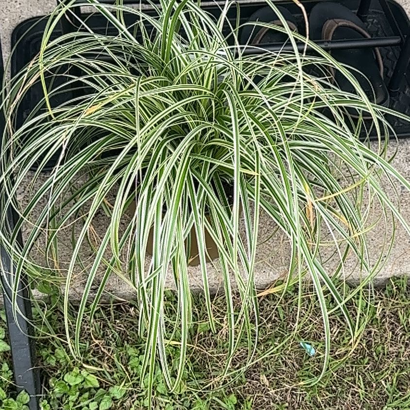 Photo of the plant species Carex Feather Falls by @ComicMingfern named Austen on Greg, the plant care app