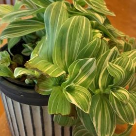 Photo of the plant species Tradescantia 'Sanna' by @RealRazorsedge named Keanu Leaves on Greg, the plant care app