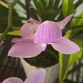 Photo of the plant species Pinepink by @CapableSuriana named Sir Plancelot on Greg, the plant care app