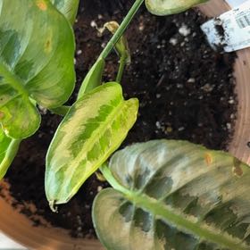 Photo of the plant species Silver Form by @CrispFraserfir named Eowyn on Greg, the plant care app