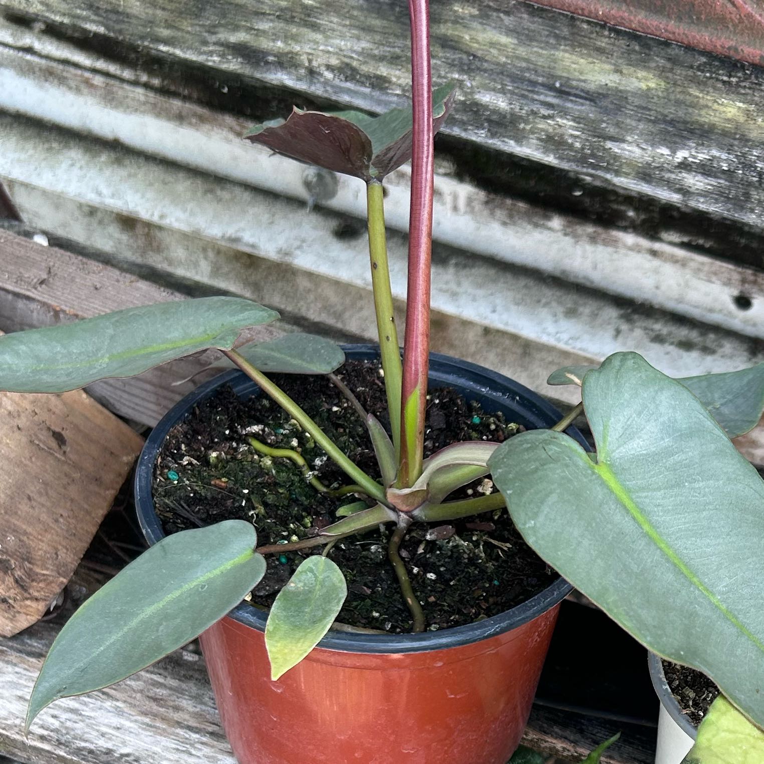 Philodendron atabapoense plant in a pot with visible soil and healthy green leaves.