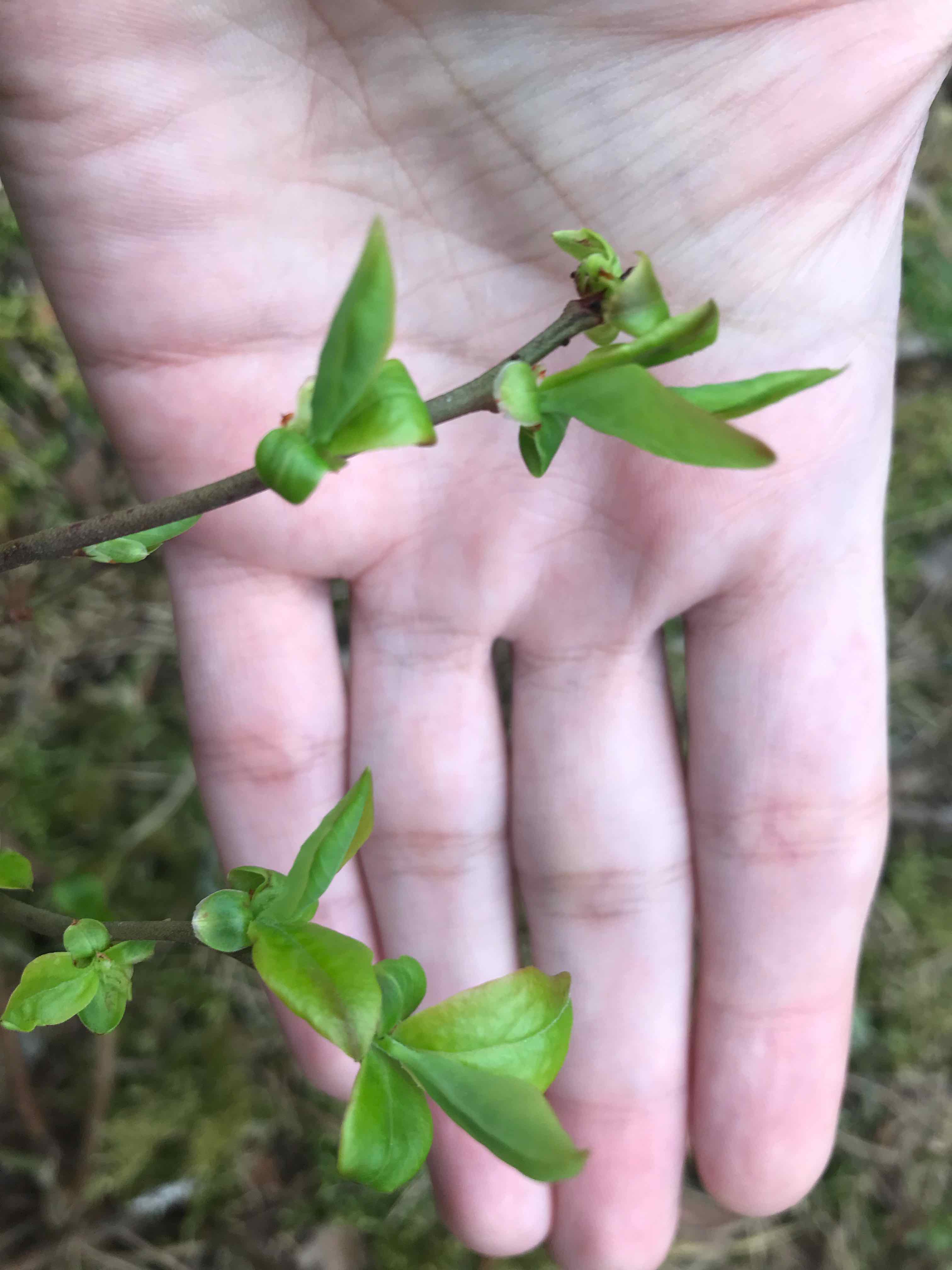 Close-up of an American Blueberry plant with green leaves held by a hand.