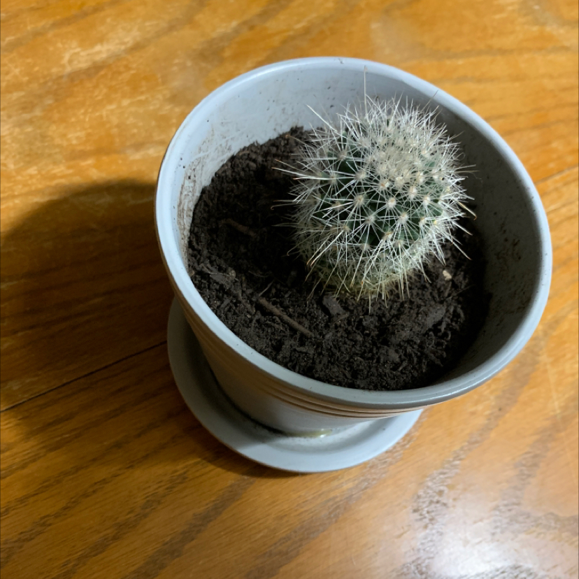 A healthy Twin Spined Cactus in a pot on a wooden surface.