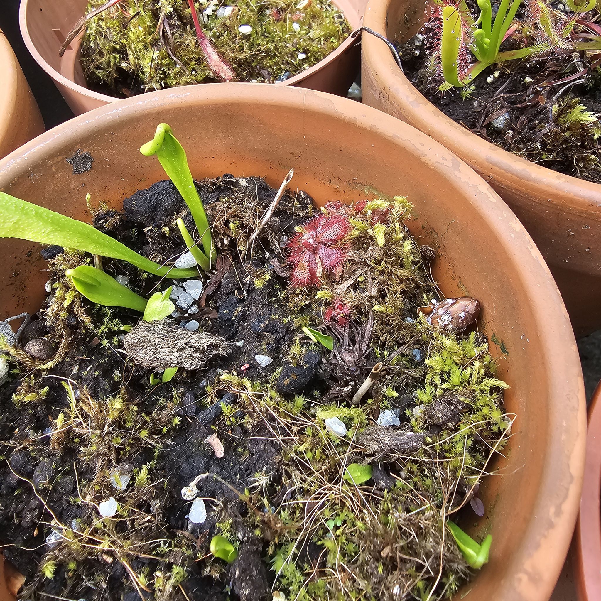 Potted Round-Leaved Sundew plant with visible soil and moss.