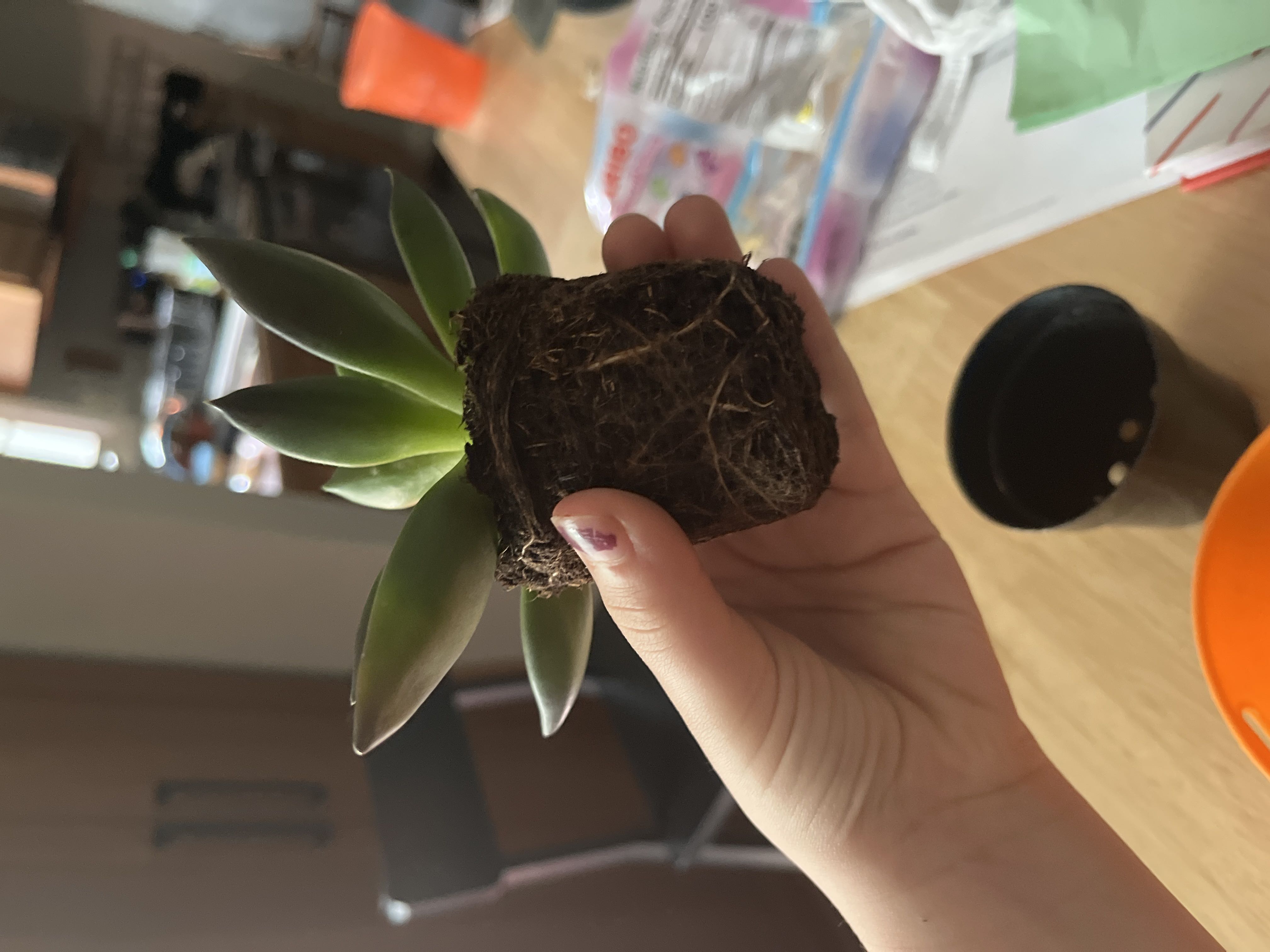 Photo from the post