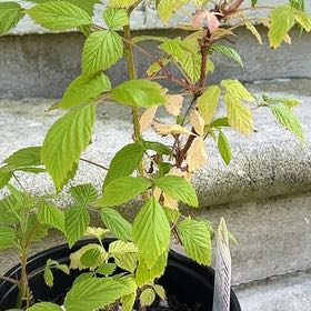 Photo of the plant species Latham Raspberry by @TimelyViszsla named Bodhi on Greg, the plant care app