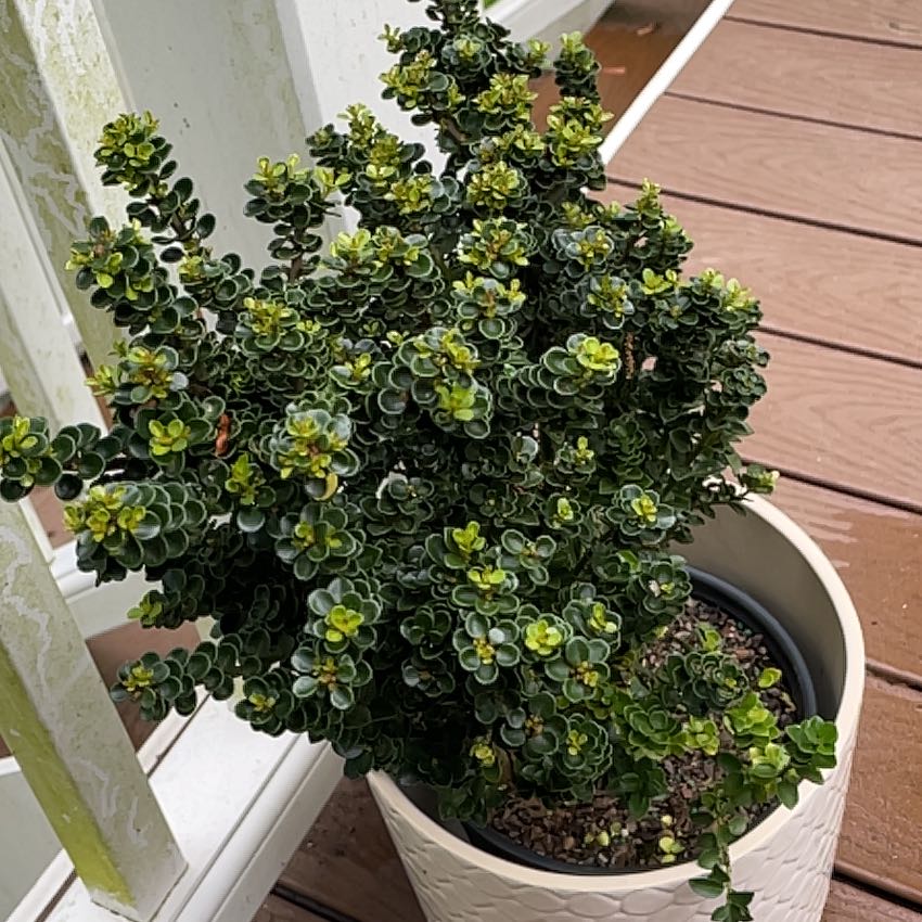 Photo of the plant species Dwarf Pagoda by @SmoothBluebroom named Beyonce on Greg, the plant care app