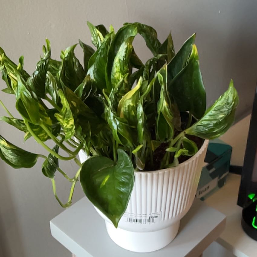 Photo of the plant species Epipremnum 'Shangri-La' by @AmiableGreenice named Aladdin on Greg, the plant care app