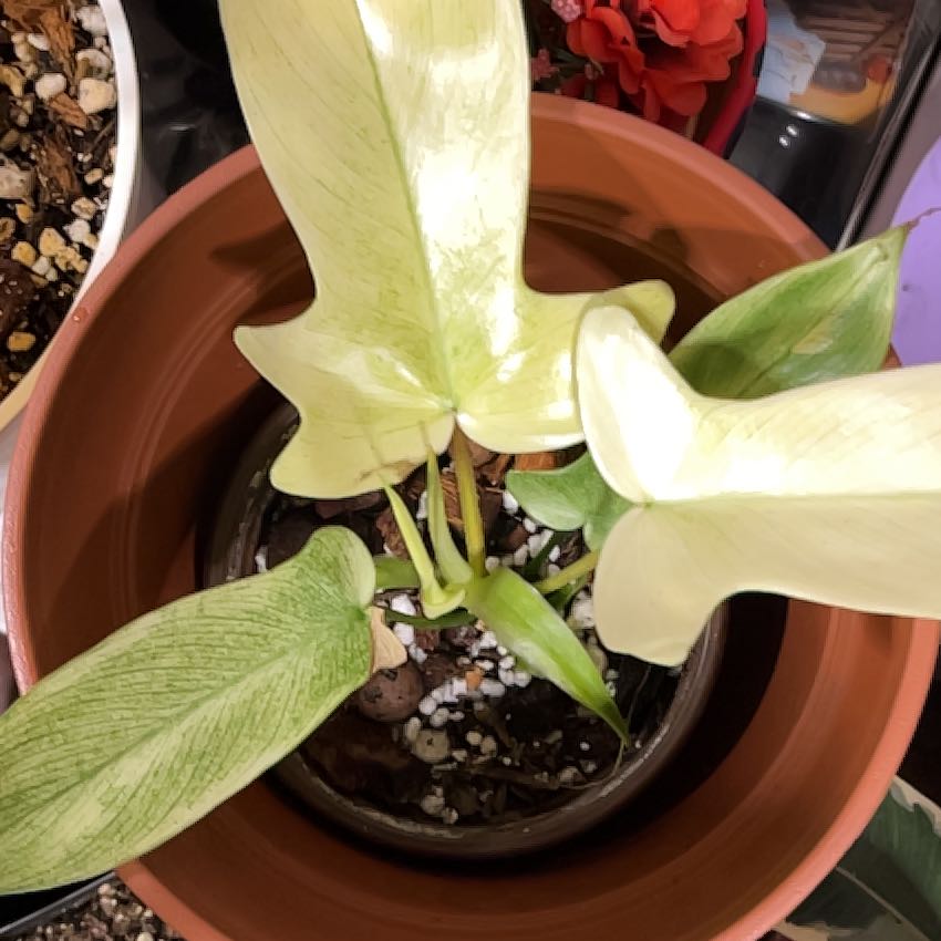 Photo of the plant species Philodendron ghost Mint by @AmiableGreenice named Beckham on Greg, the plant care app