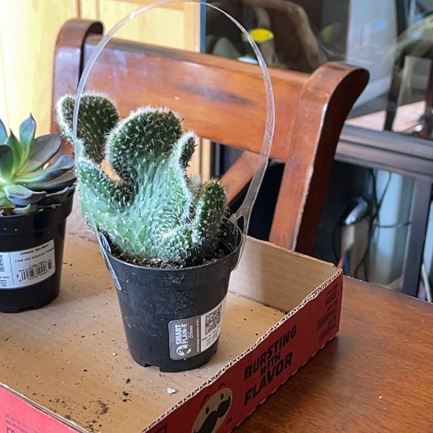 Photo of the plant species Austrocylindropuntia subulata f. cristata 'Snow Ridge' by @AwakeGermander named Bert on Greg, the plant care app