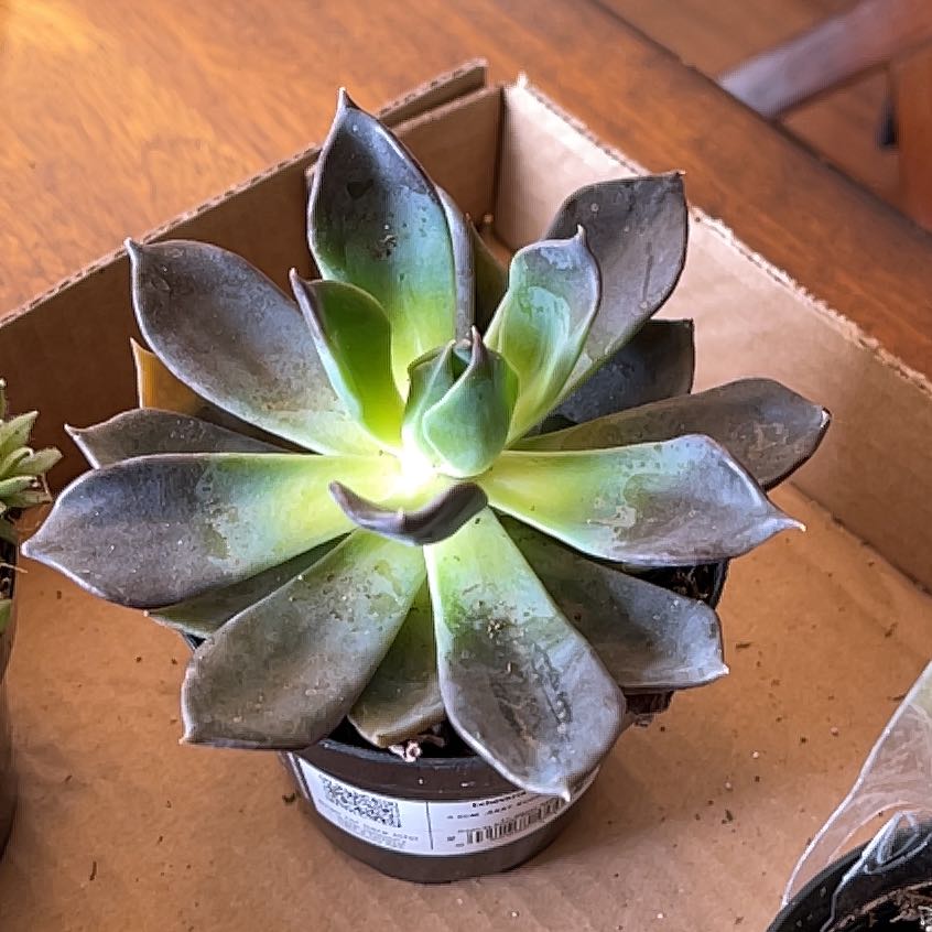 Echeveria 'Dark Moon' succulent with some yellowing and browning leaves in a pot.