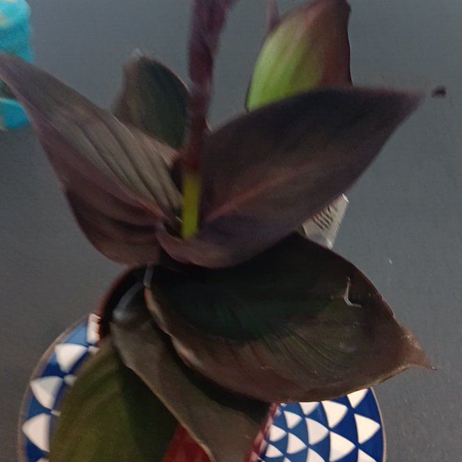 Photo of the plant species Canna Bronze Scarlet by @FineEnglishivy named Scarlett on Greg, the plant care app