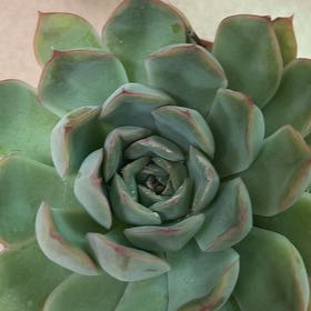 Photo of the plant species Echeveria 'Fleur Blanc' by @RulerSugarmaple named Stella on Greg, the plant care app