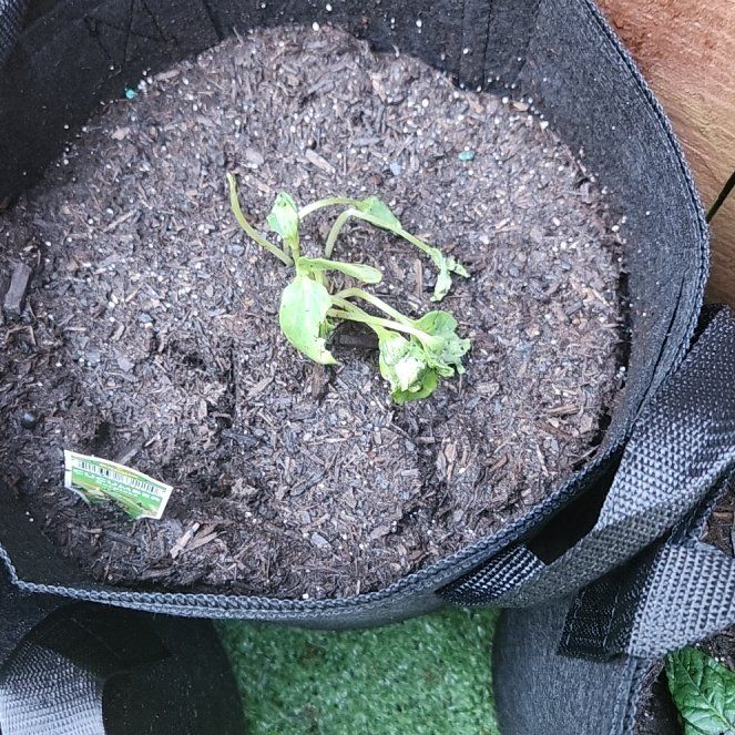 Photo of the plant species Garden Sweet Burpless Cucumber by @CreativeAsarina named Lola on Greg, the plant care app