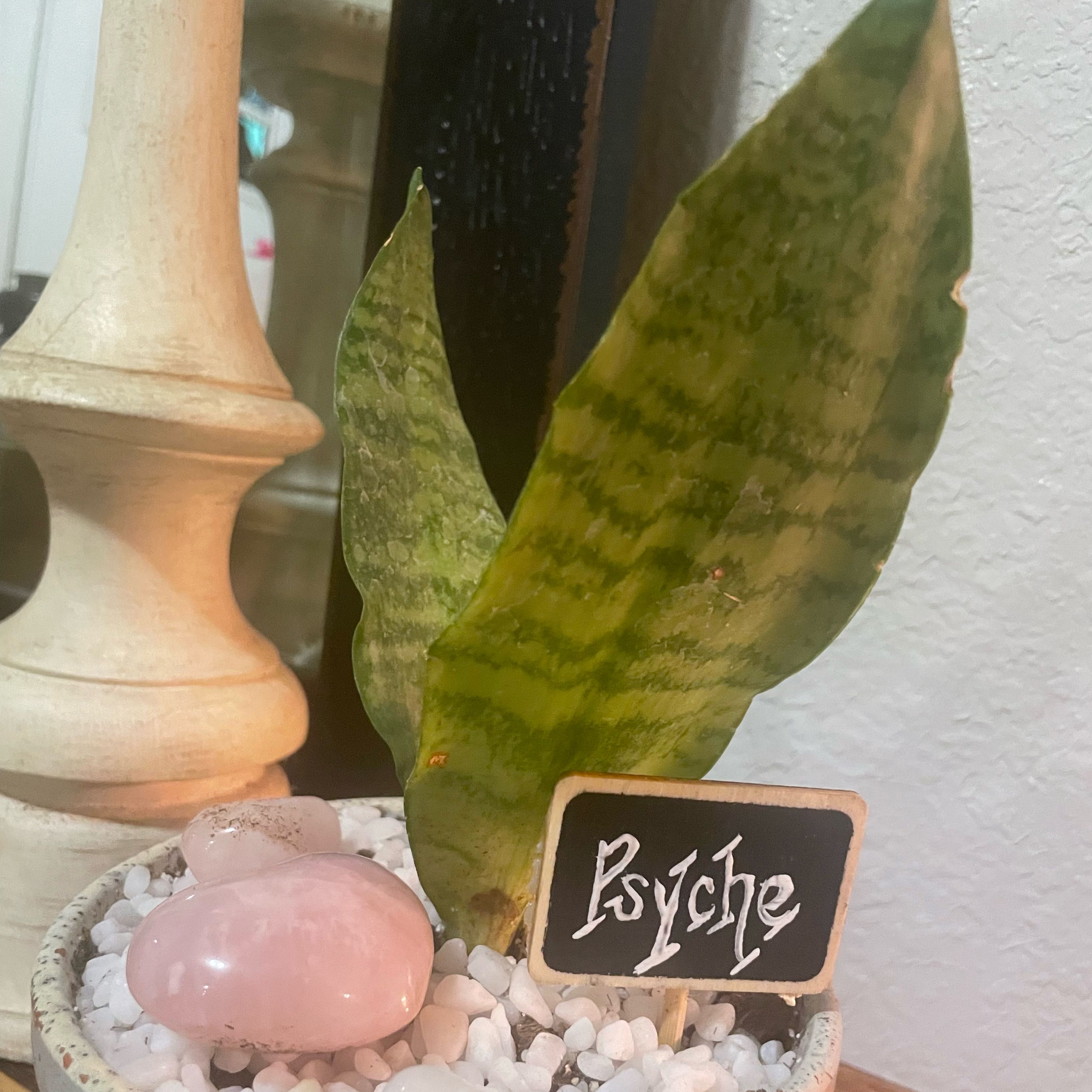 Jaboa Sansevieria plant with two leaves in a pot with white pebbles and a 'Psyche' sign.