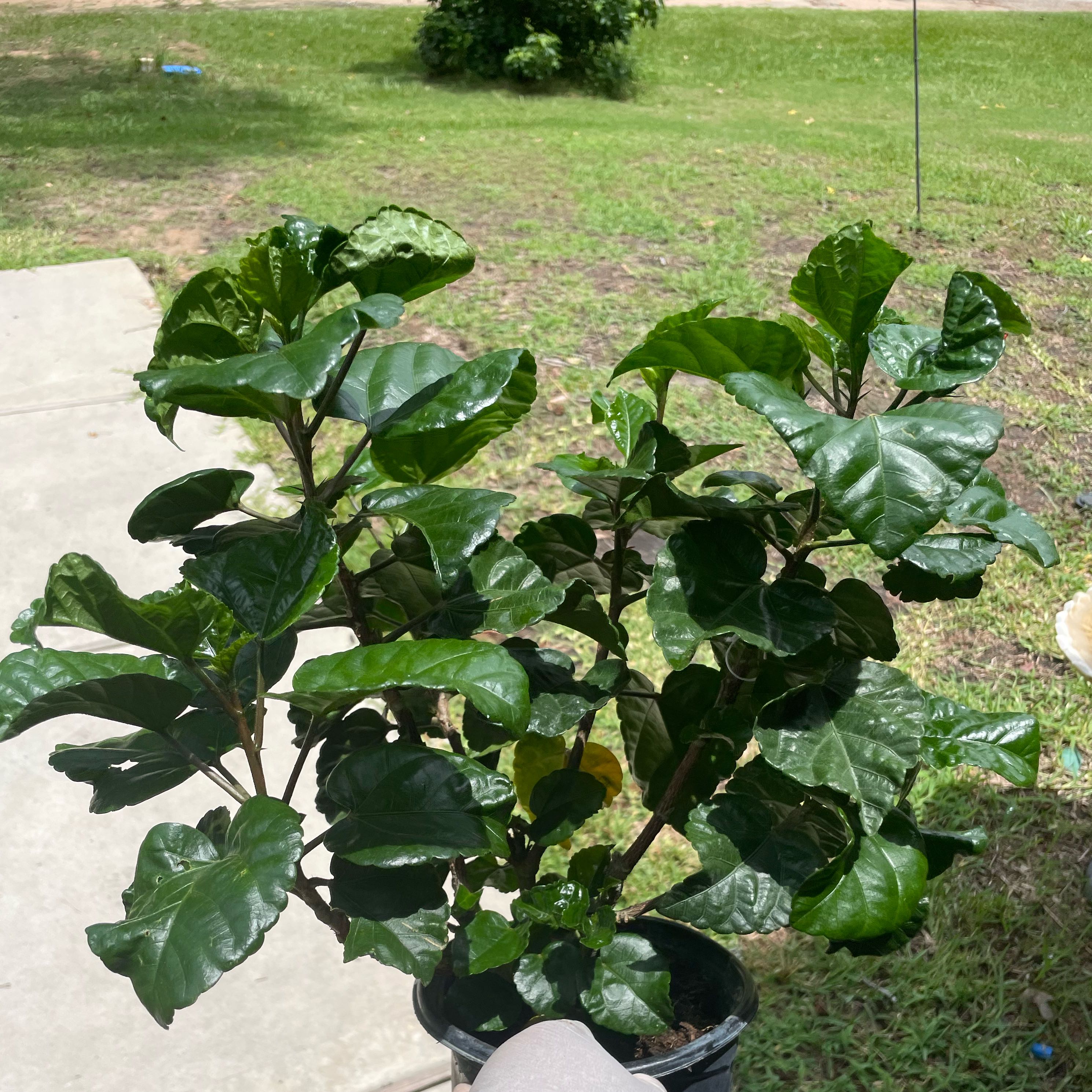 Photo of the plant species Hibiscus by @RinaRiverStyx named Adonis on Greg, the plant care app