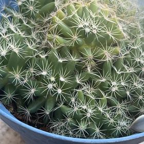 Photo of the plant species Pineapple Cactus by @HumaneBluegrama named Taylor Swift on Greg, the plant care app