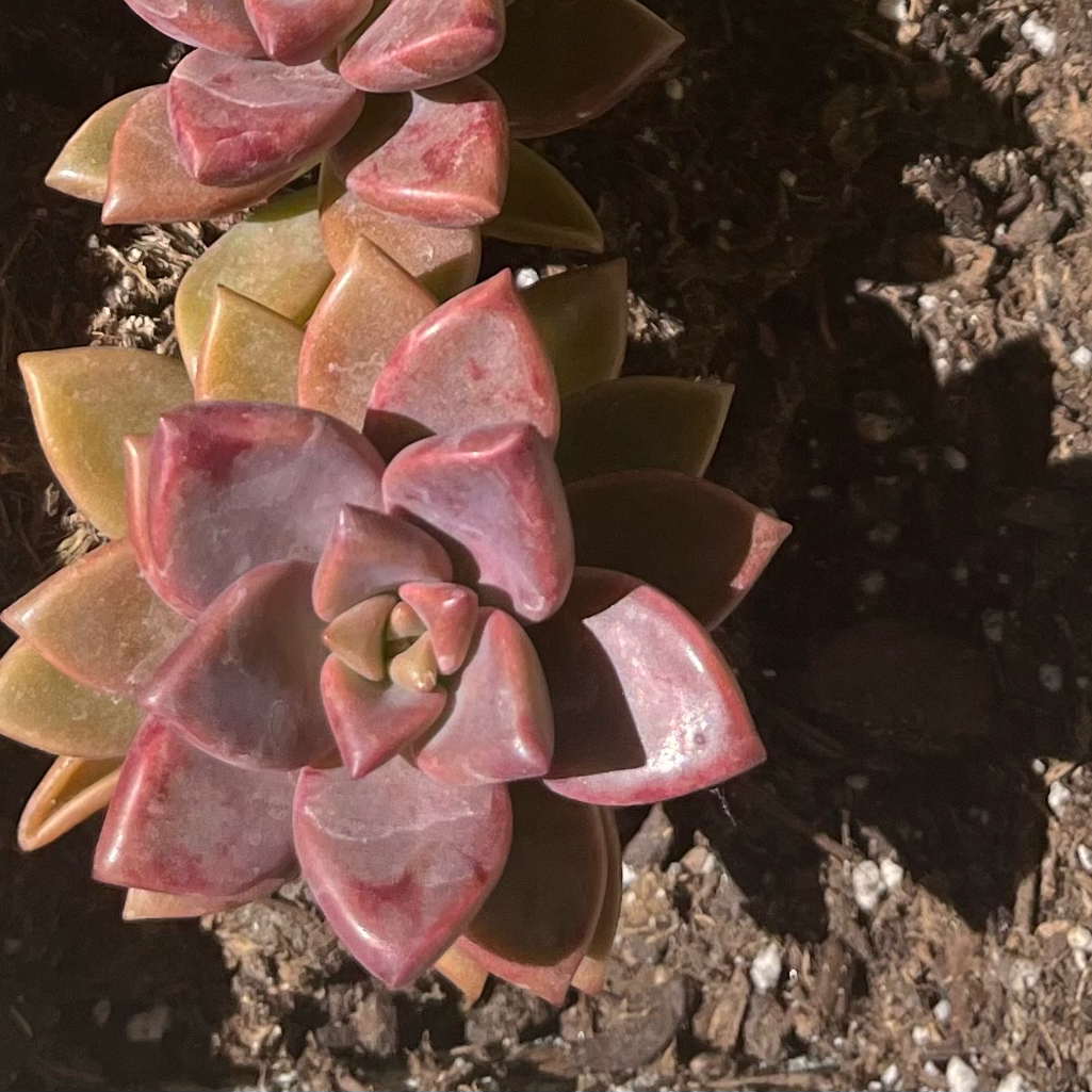 Photo of the plant species Graprosedum 'Bronze' by @BeamingKudulily named Rosa on Greg, the plant care app