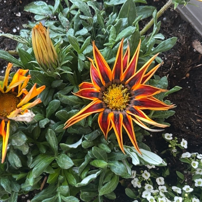 Photo of the plant species African Daisy by @SpeedyFenugreek named Khaleesi on Greg, the plant care app