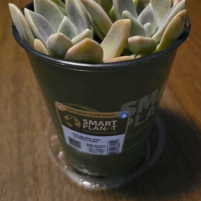 Photo of the plant species Pride by @GuruBogarum named Nithin on Greg, the plant care app