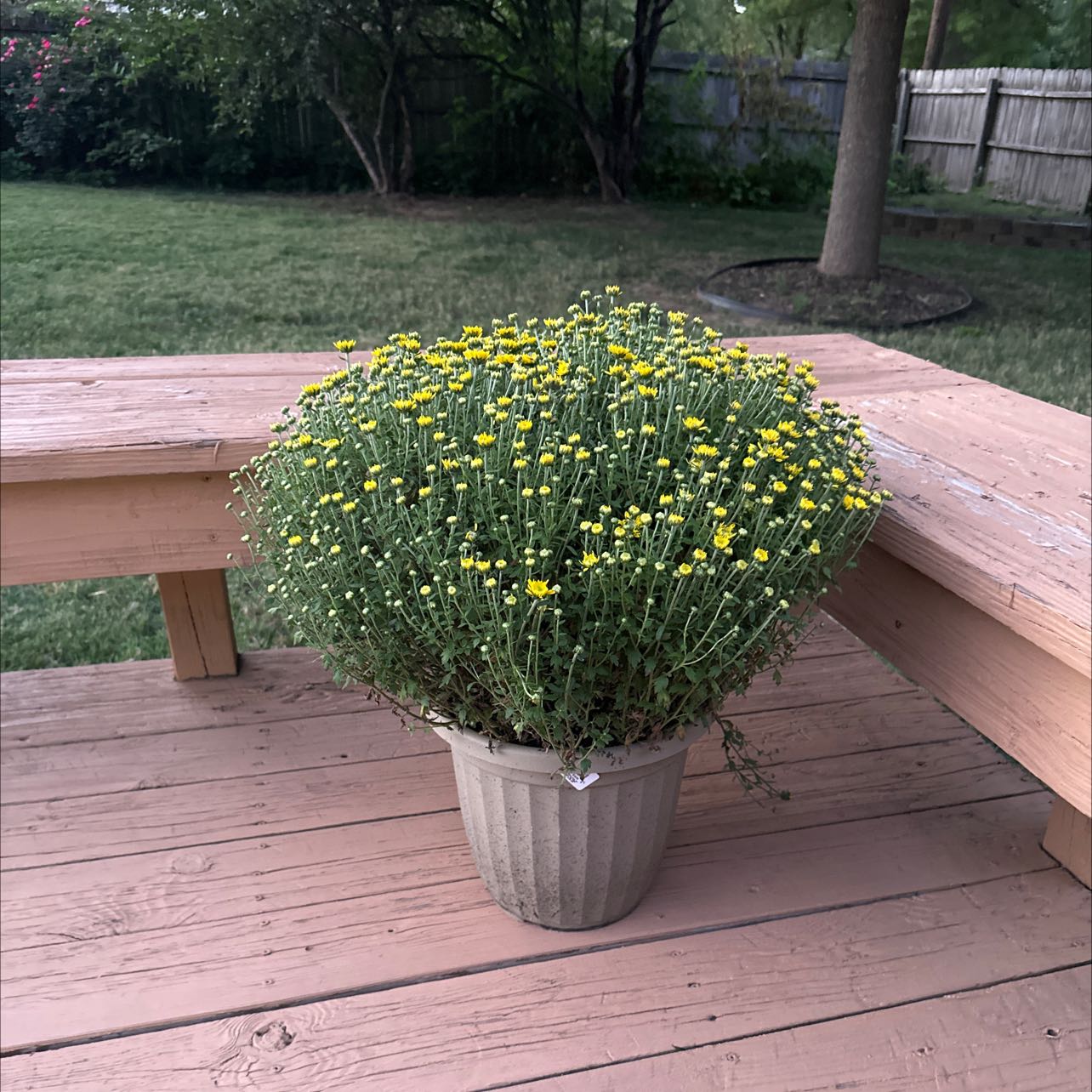 Potted Chrysanthemum plant with yellow flowers on a wooden deck.