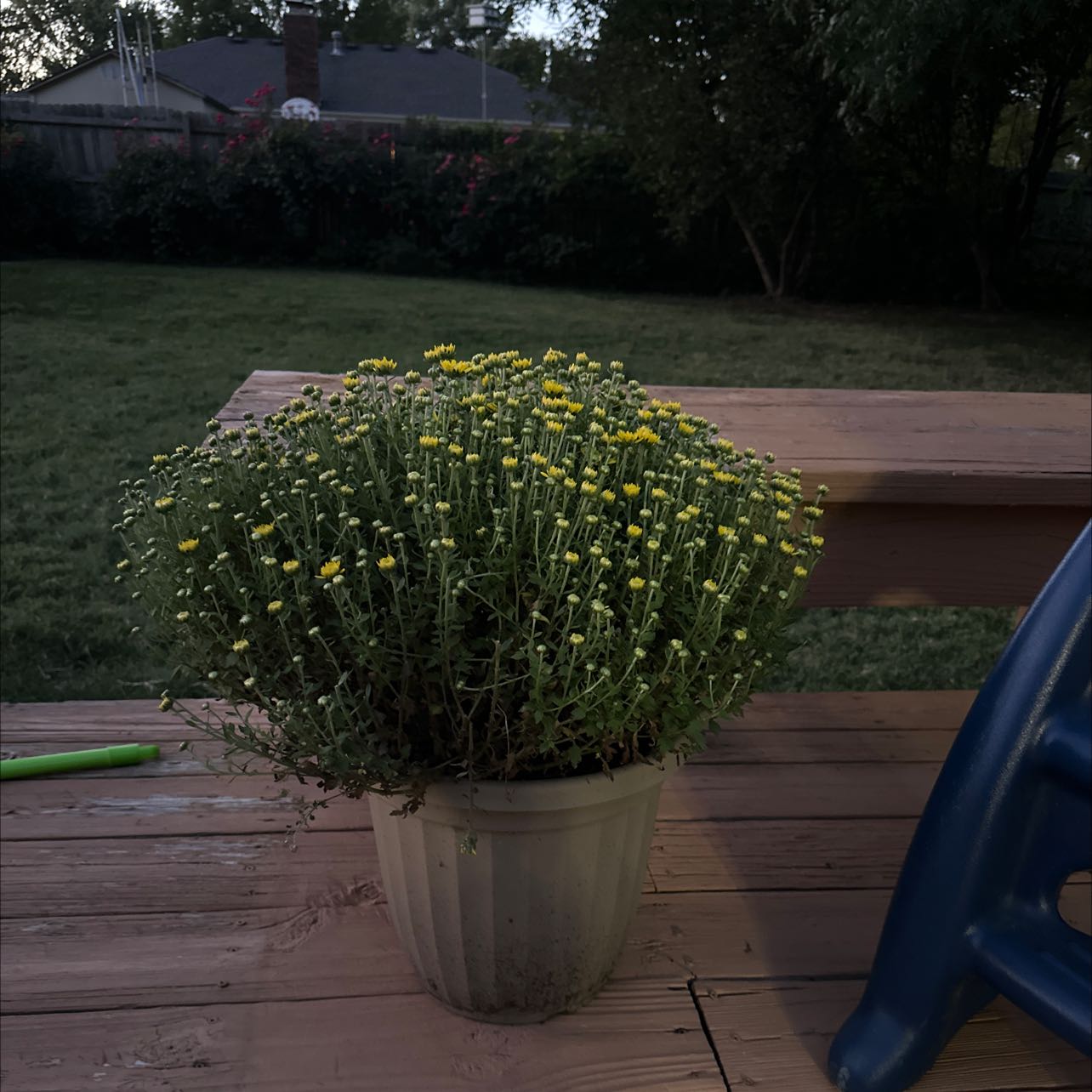 Potted Chrysanthemum plant with small yellow flowers on a wooden surface.