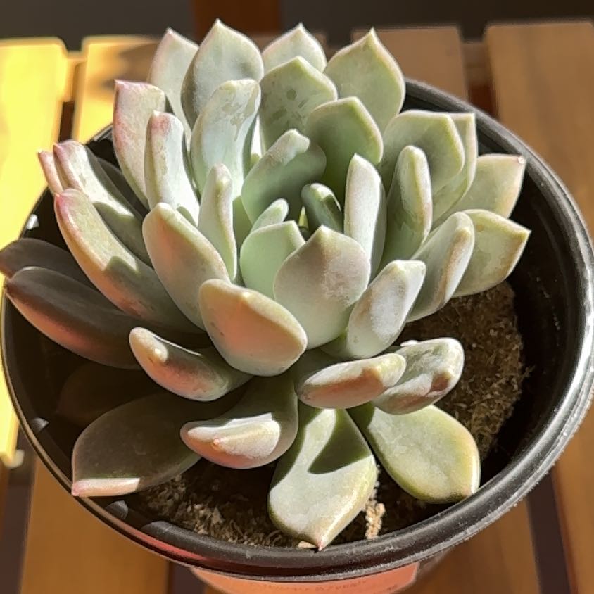 Photo of the plant species Pachyveria 'Corvus' by @ShapelyAposeris named Daphne on Greg, the plant care app