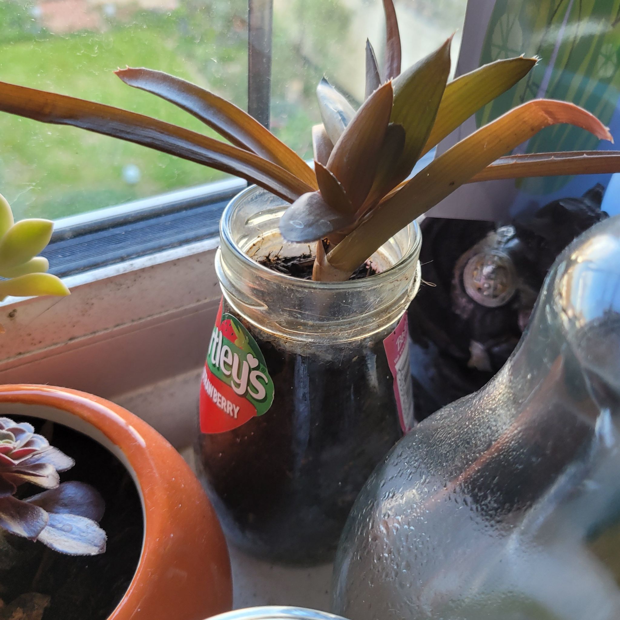 Photo of the plant species Aloe Wilsonii by @SuaveTricolor named Lavender on Greg, the plant care app