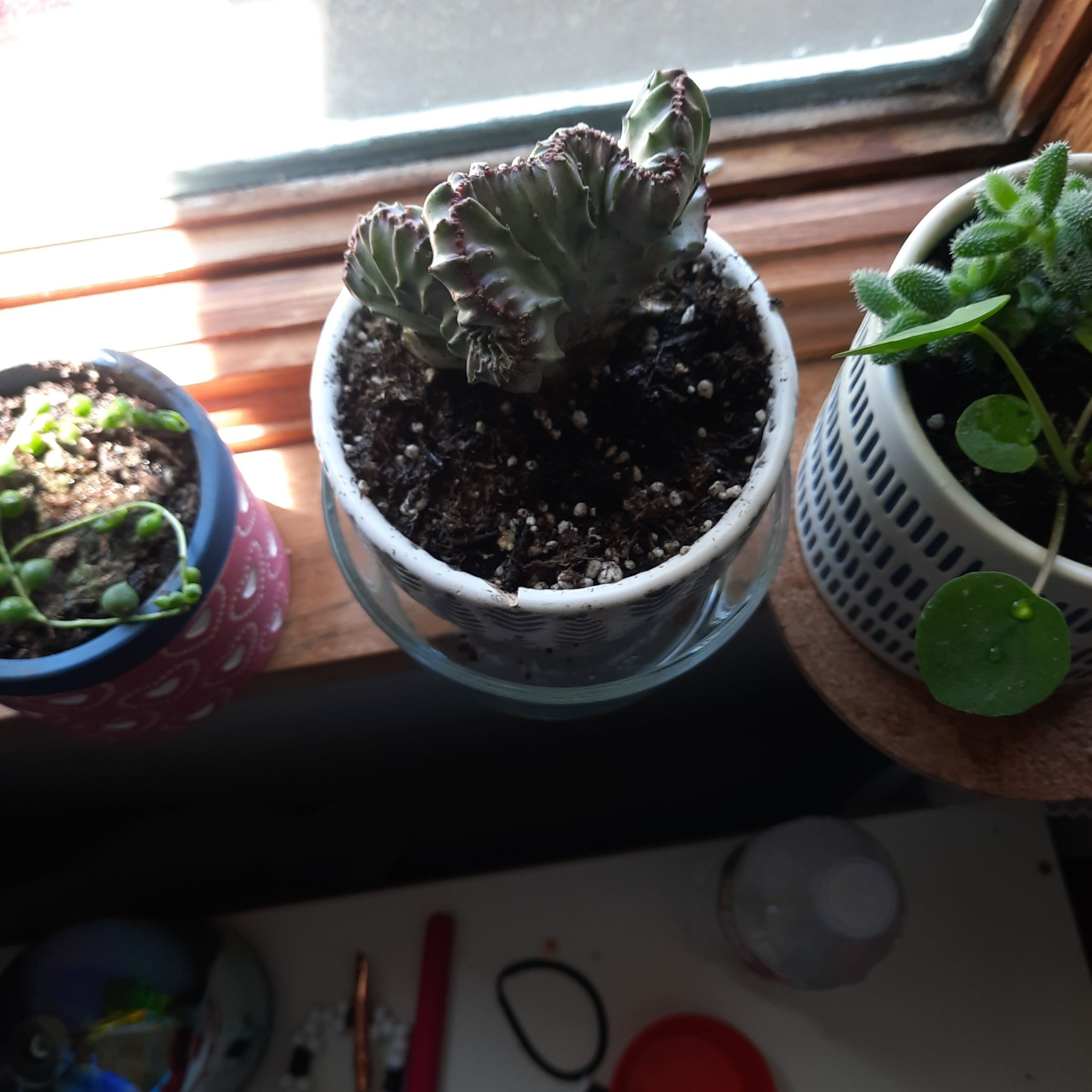 Photo of the plant species Red Euphoria Cactus by @SocialTigersjaw named Gobi on Greg, the plant care app