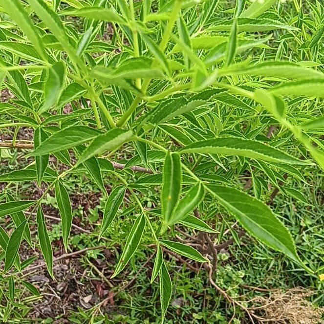 Photo of the plant species American Black Elderberry by @QuickTagetes named Morgan Treeman on Greg, the plant care app