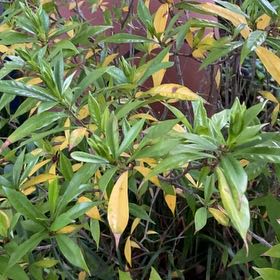 Photo of the plant species Gardenia augusta 'Florida' by @RealCocoplum named Gregarious on Greg, the plant care app