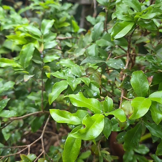 Photo of the plant species Barbados Cherry by @ModestlyMango named Shakira on Greg, the plant care app