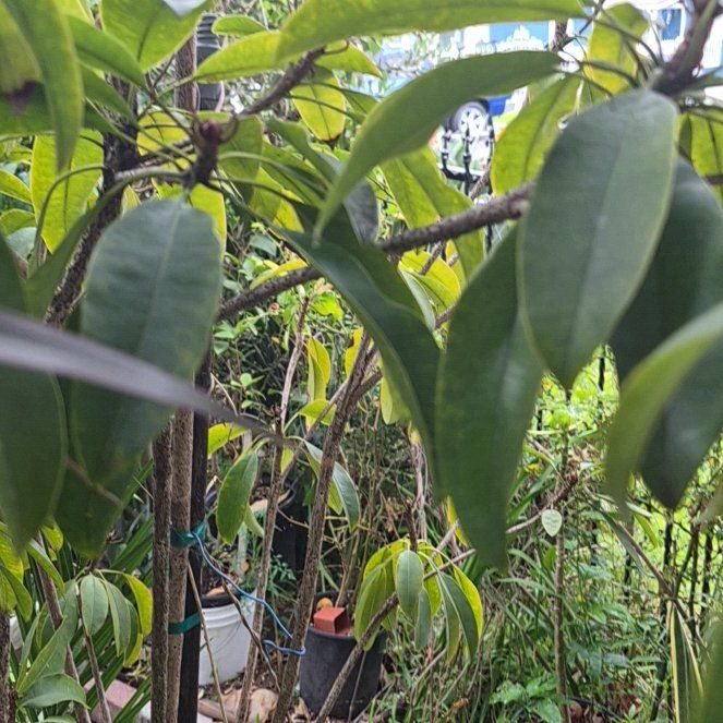 Photo of the plant species Sapote by @ModestlyMango named Terra on Greg, the plant care app