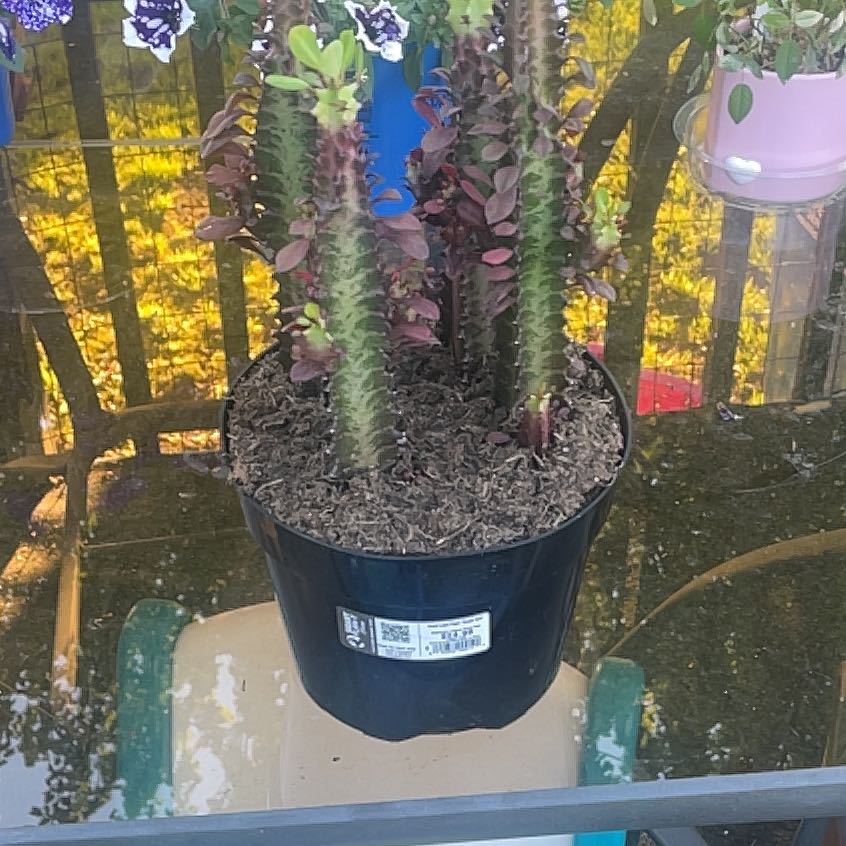Photo of the plant species Royal Red by @FairLimefiddle named Bodhi on Greg, the plant care app