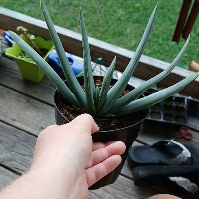 Photo of the plant species Aloe plicatilis by @MagicalSandrose named Beyonce on Greg, the plant care app