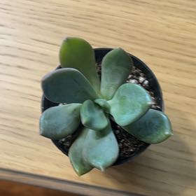 Photo of the plant species Pachyveria 'Nay Alma' by @GallantPlanty named Ares on Greg, the plant care app