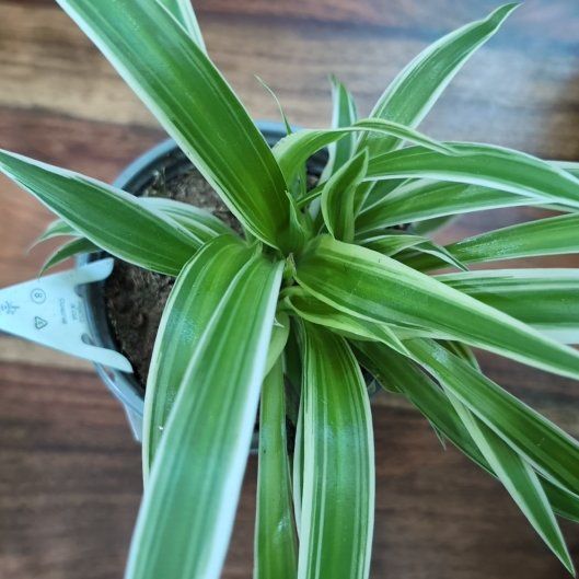 Photo of the plant species 'Himalaya' Spider Plant by @QuirkyProlifica named Zion on Greg, the plant care app