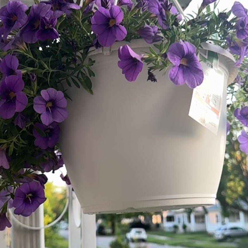 Photo of the plant species Superbells® Doublette Love Swept™ by @SilkyBloodleaf named Diana on Greg, the plant care app