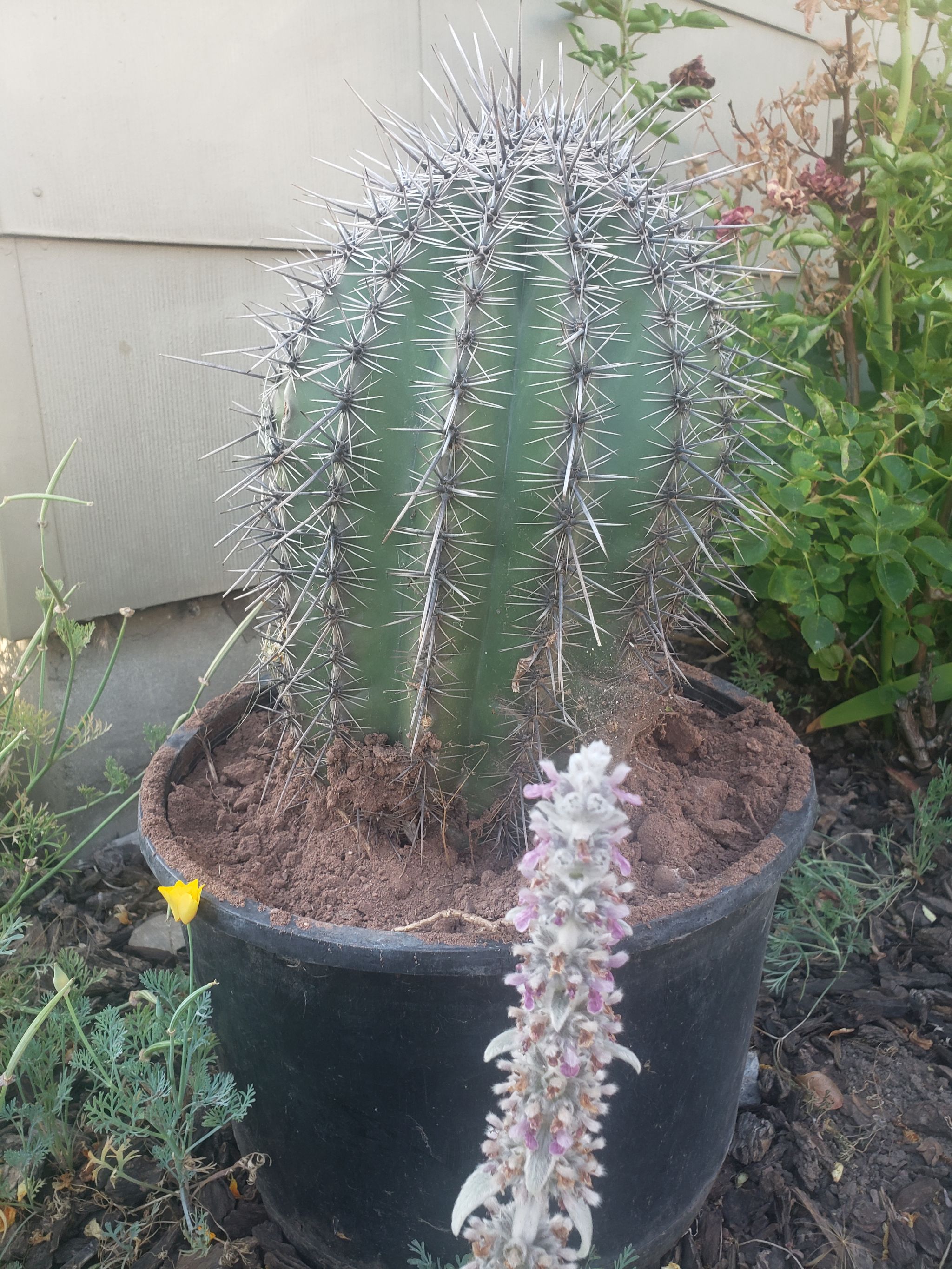 🌵 Key Milestones in Saguaro Cactus Growth
