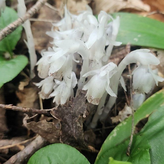 Photo of the plant species Indian Pipe by @LitheChichipe named Sage on Greg, the plant care app