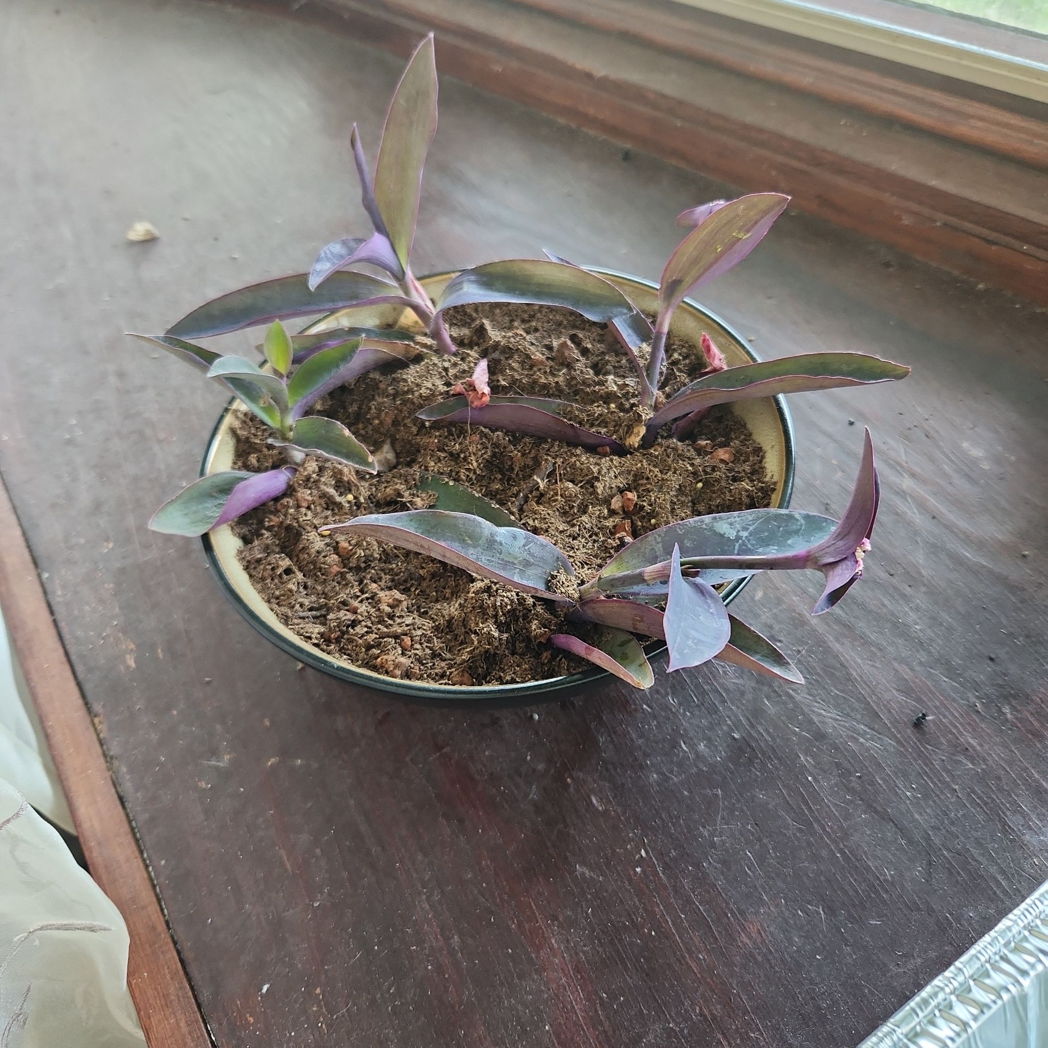 Photo of the plant species Mexican wandering Jew by @AcePeacelilly named Navajo on Greg, the plant care app