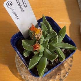 Photo of the plant species Faucaria paucidens by @BentonAloepepe named Oscar on Greg, the plant care app