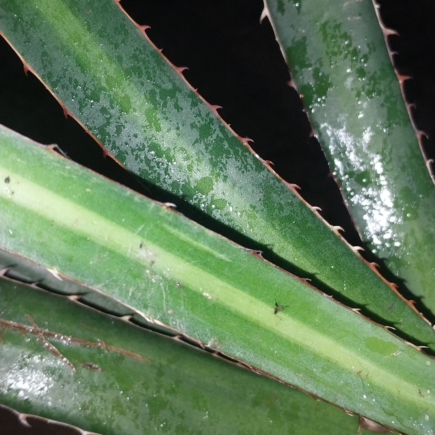 Photo of the plant species Agave lophantha by @DefiniteFrogbit named Ulysses S Plant on Greg, the plant care app