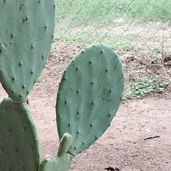 Photo of the plant species Burbank Spineless Cactus by @DefiniteFrogbit named Pax on Greg, the plant care app