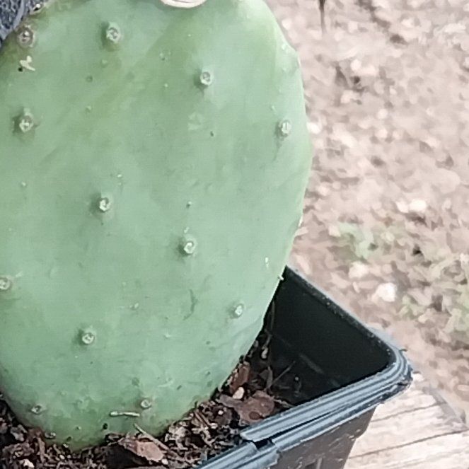 Photo of the plant species Burbank Spineless Cactus by @DefiniteFrogbit named Mollie on Greg, the plant care app