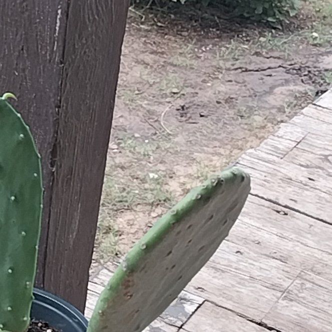 Photo of the plant species Burbank Spineless Cactus by @DefiniteFrogbit named Ronaldo on Greg, the plant care app