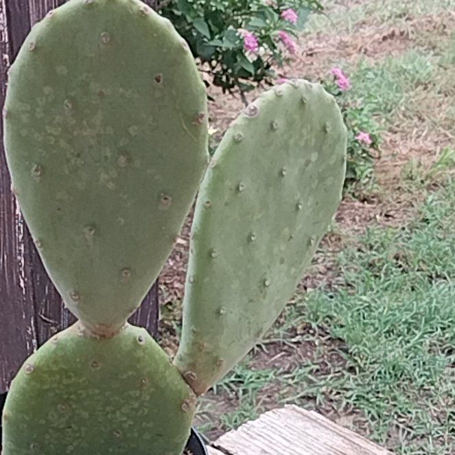 Photo of the plant species Burbank Spineless Cactus by @DefiniteFrogbit named Sproutacus on Greg, the plant care app
